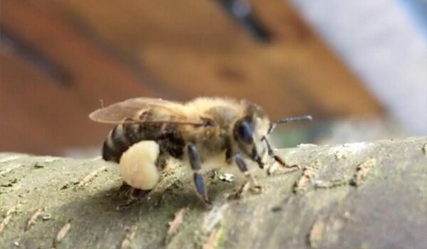 Bio-& Wellnesshotel Alpenblick | Lieferanten Bio Honig