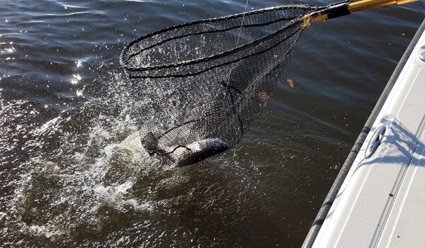 Bio-& Wellnesshotel Alpenblick | Lieferanten Forellen