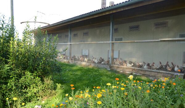 Bio-& Wellnesshotel Alpenblick | Lieferanten Eier