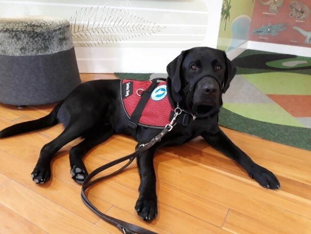 A black assistance dog laying on a timber floor. The dog is wearing a red assistance dog vest.