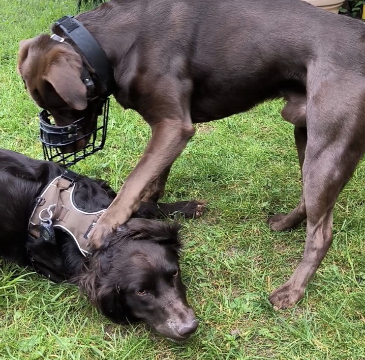 Welpen Training Arnstadt