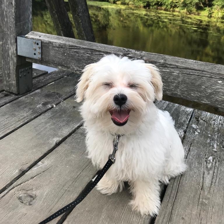 IBD/Leaky Gut Syndrom