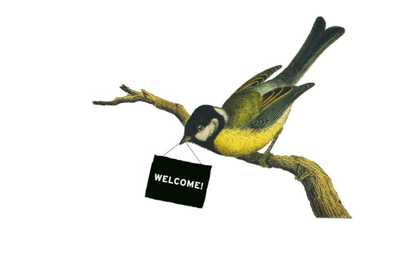 Black F House Willkommen Kohlmeise