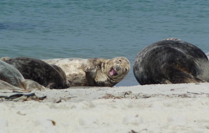 Mandala aus Pflanzen