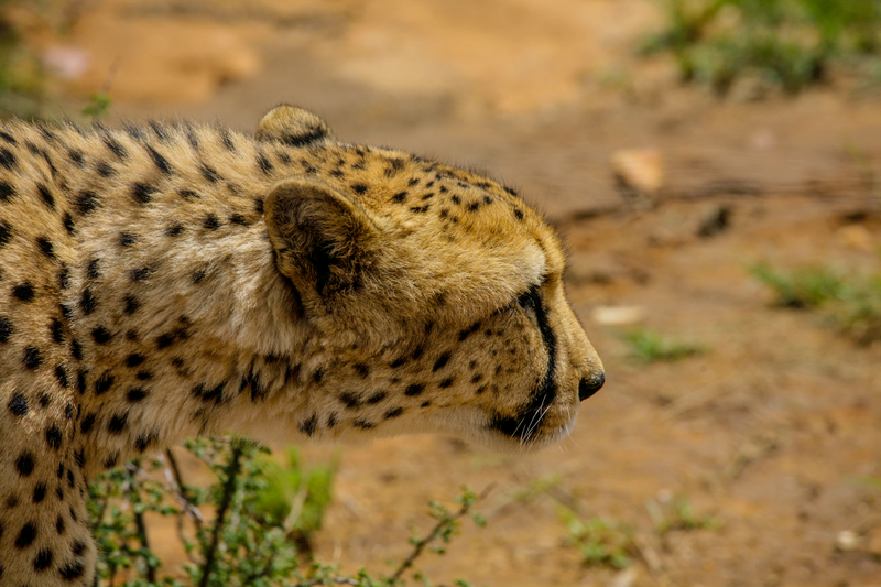 Wildlife