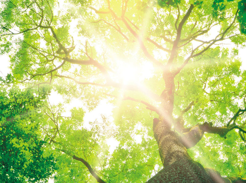 Durch das Laub eines Baumes scheint die Sonne 