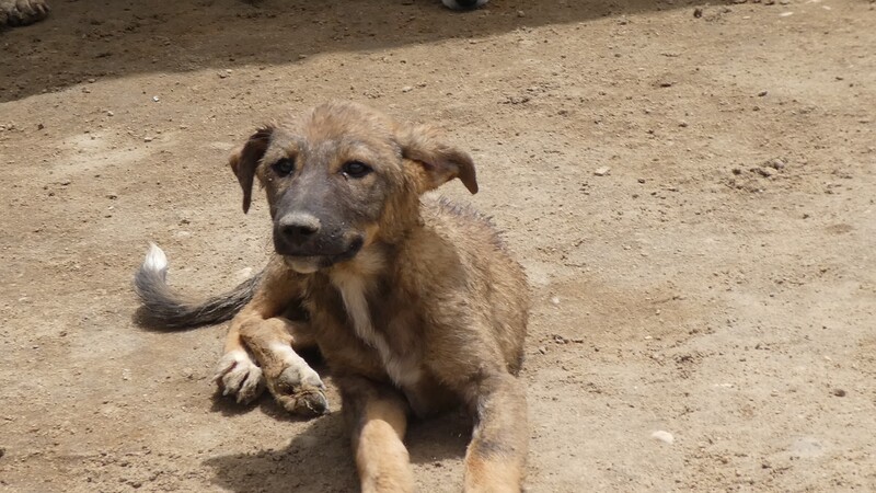 Eine ausreichende medizinische Versorgung für alle Hunde ist kaum möglich.
