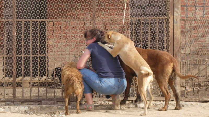 Kleinere Hundegruppen leben in Zwingern zusammen.

