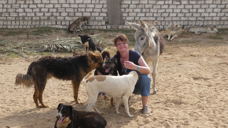 Esel finden ebenfalls Unterschlupf im CART Dog Shelter.
