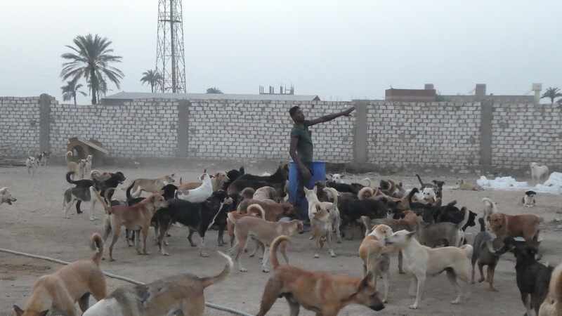 Dennoch geben alle Mitarbeiter:innen ihr Bestes, um die Grundbedürfnisse der im Tierheim lebenden Hunde zu befriedigen.

