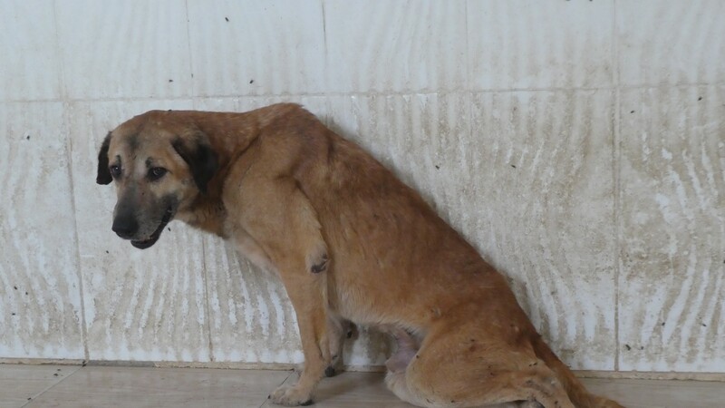 Hunde mit Handicaps sind meist in gefliesten Räumen untergebracht.
