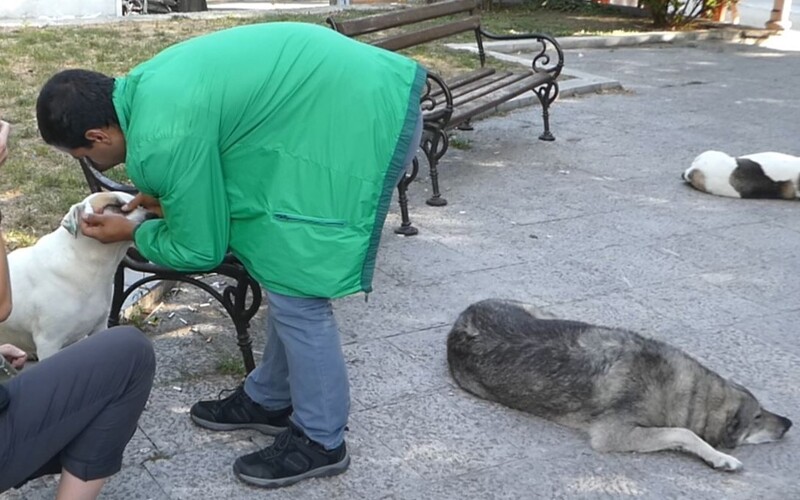 Ein bulgarischer Anwohner versorgt Straßenhunde mit Augentropfen und anderer Medizin.
