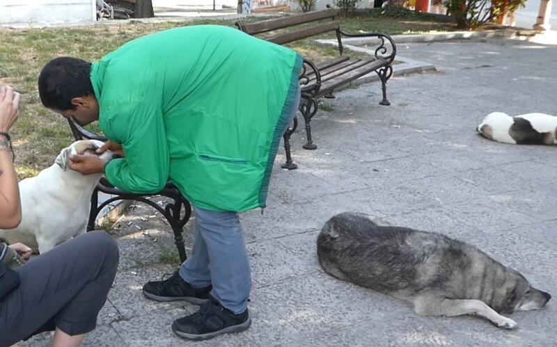 Ein bulgarischer Anwohner versorgt Straßenhunde mit Augentropfen und anderer Medizin.
