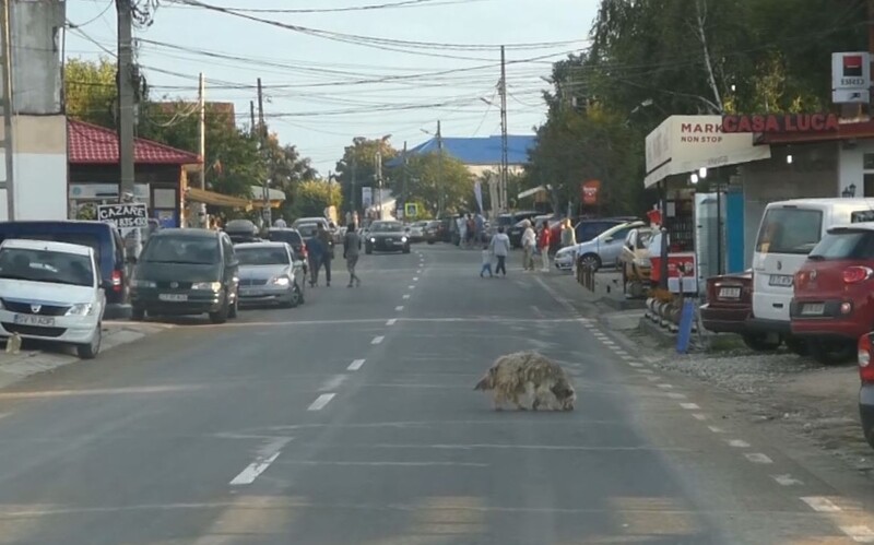 Stark verpfilzter Straßenhund in Südrumänien.
