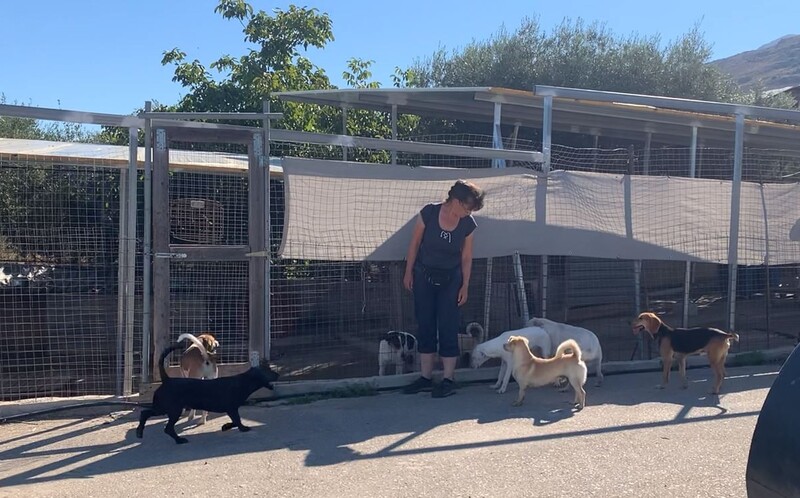 So können Hunde wechselnd miteinander in Kontakt treten. 