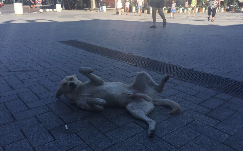 Nicht jeder frei lebende Hund, der zeitweise um Streicheleinheiten buhlt, möchte aus seinem Leben auf der Straße "gerettet" werden.
