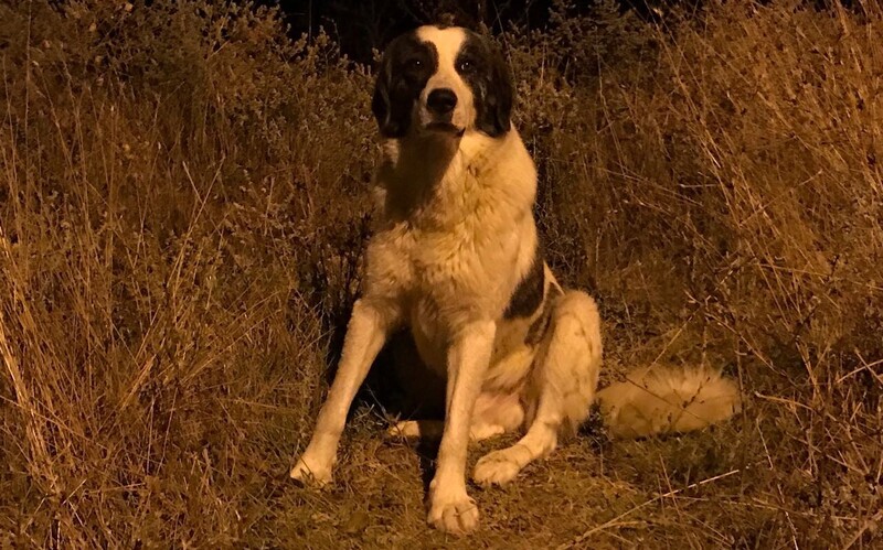 Dieser Straßenhund hat in der Abgeschiedenheit eines kleinen Dorfes des Nachts nicht mit Menschen gerechnet. Seine ausgeprägte Angst steht ihm ins Gesicht geschrieben.
