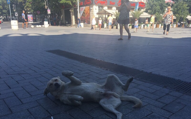 Nicht jeder frei lebende Hund, der zeitweise um Streicheleinheiten buhlt, möchte aus seinem Leben auf der Straße "gerettet" werden.
