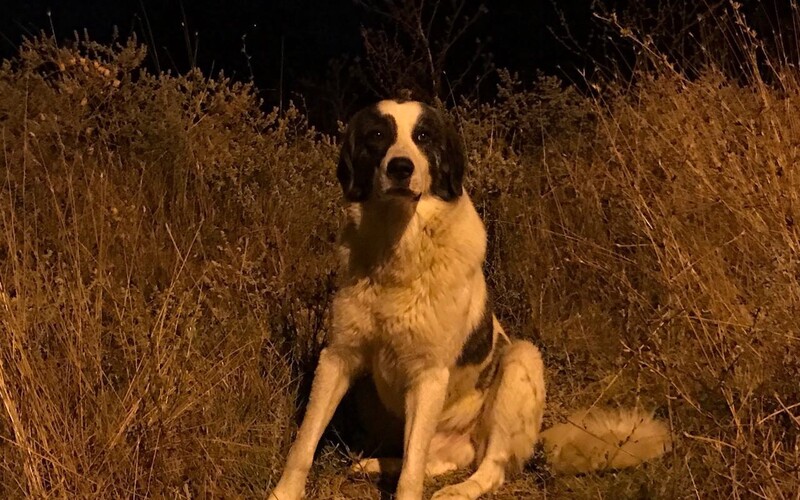Dieser Straßenhund hat in der Abgeschiedenheit eines kleinen Dorfes des Nachts nicht mit Menschen gerechnet. Seine ausgeprägte Angst steht ihm ins Gesicht geschrieben.
