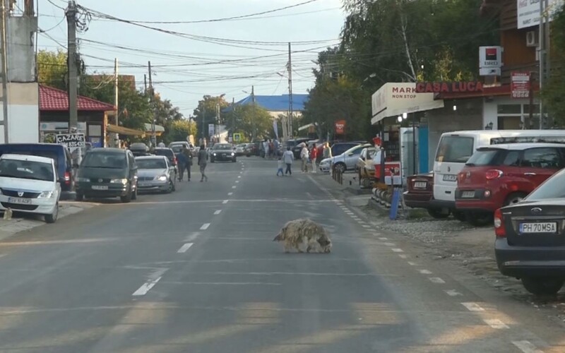 Stark verpfilzter Straßenhund in Südrumänien.
