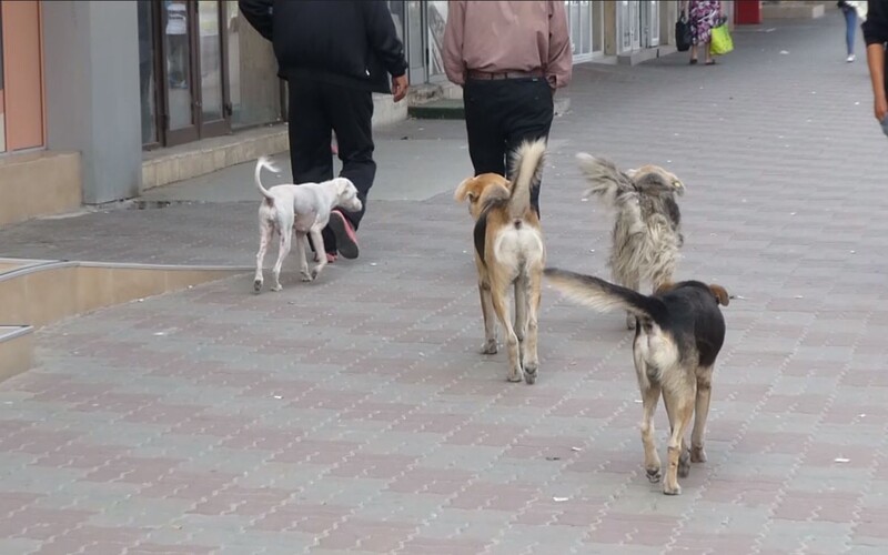 Eine entspannte Gruppe von Straßenhunden bummelt durch eine südrumänische Großstadt.
