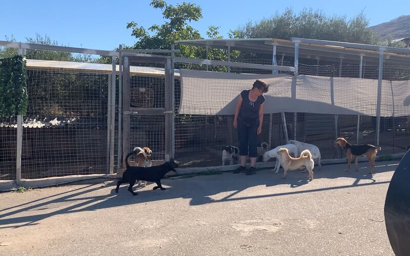 So können Hunde wechselnd miteinander in Kontakt treten.