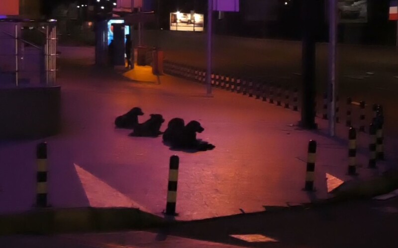 Diese Hundegruppe ist eher scheu und kommt nur des Nachts in die Großstadt.
