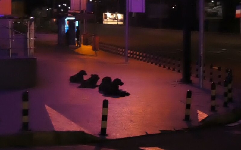 Diese Hundegruppe ist eher scheu und kommt nur des Nachts in die Großstadt.
