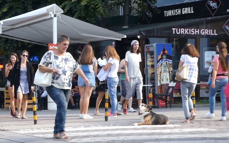 Dieser Streuner lag eine dreiviertel Stunde lang auf einem Zebrastreifen und ließ jeglichen Verkehr unbeeindruckt vorbeiziehen.
