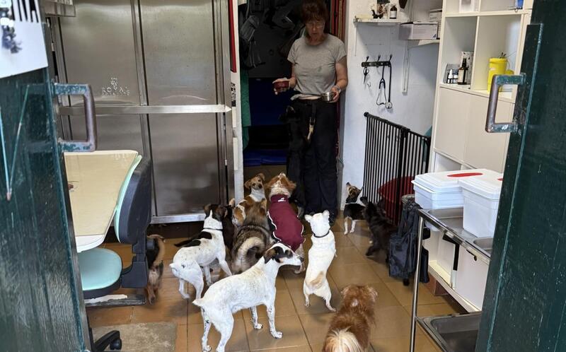 Alle hier untergebrachten Hunde werden liebevoll und individuell umsorgt,