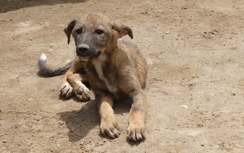 Eine ausreichende medizinische Versorgung für alle Hunde ist kaum möglich.