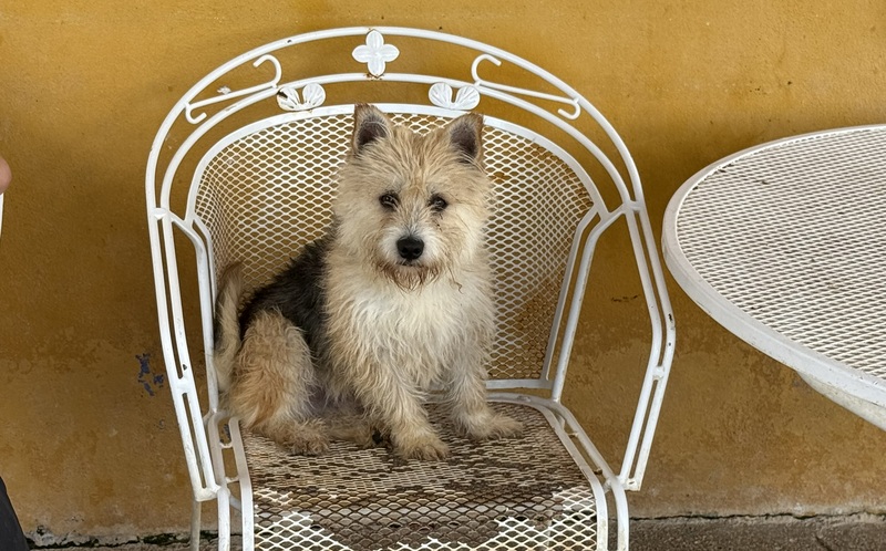 Hunde, die über ausgewählte Tierschutzorganisationen vermittelt werden,
