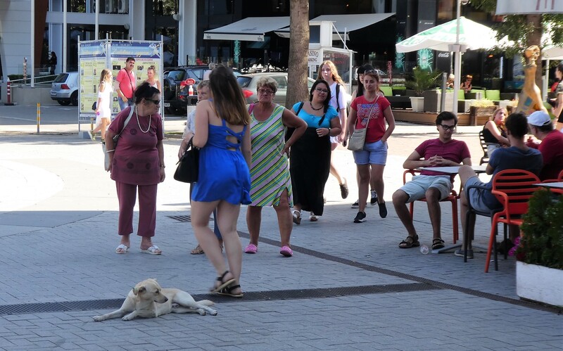 In Bulgarien, wie hier in Varna, gehören Streuner zum gewohnten Stadtbild.
