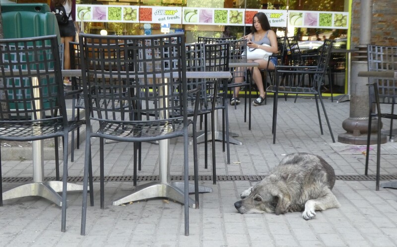 In touristischen Hochburgen wissen frei lebende Hunde genau, wo, wann und wie erfolgreich Futter erbettelt werden kann. Hier wartet jemand geduldig auf die nächsten hungrigen Menschen.
