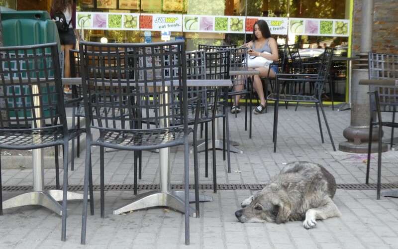 In touristischen Hochburgen wissen frei lebende Hunde genau, wo, wann und wie erfolgreich Futter erbettelt werden kann. Hier wartet jemand geduldig auf die nächsten hungrigen Menschen.
