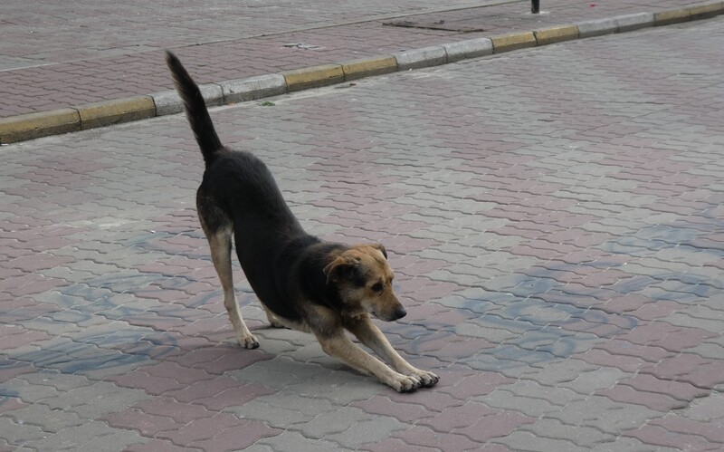 Ein Straßenhund erwacht nach einem tiefen Schläfchen in einem südrumänischem Stadtzentrum.
