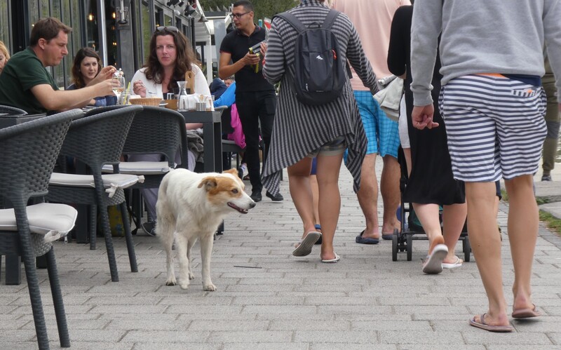 Ein sichtlich gesunder Streuner bummelt durch eine südrumänische Großstadt in der Hoffnung, von Touristen etwas Leckeres zu erhaschen.
