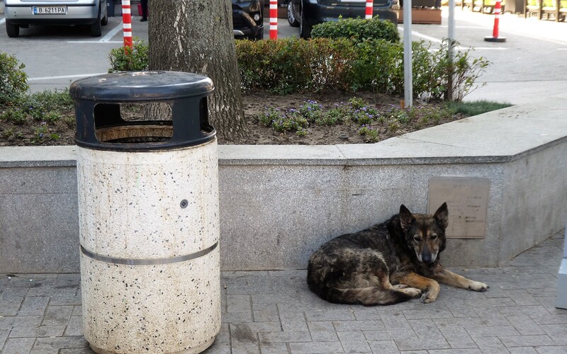 Tierschutz bedeutet, immer genau abzuwägen, welcher Hund wann welche Hilfe benötigt.

