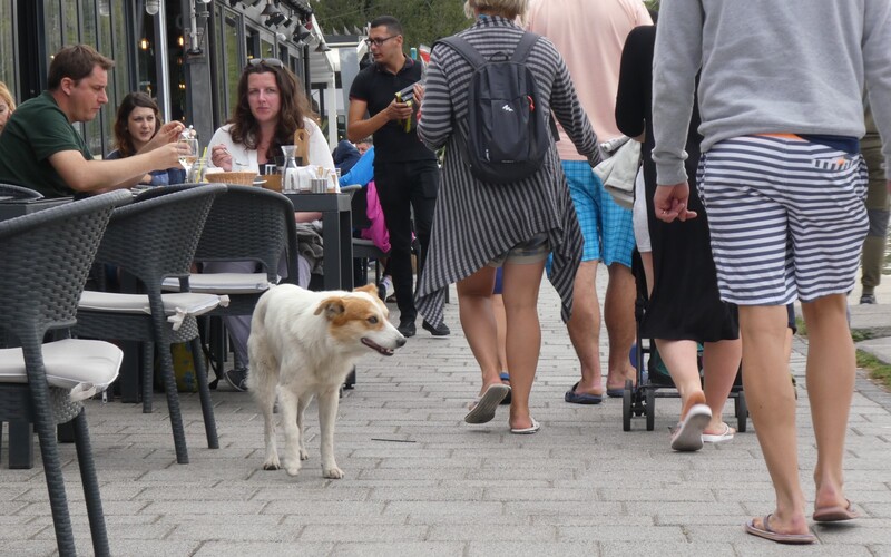 Ein sichtlich gesunder Streuner bummelt durch eine südrumänische Großstadt in der Hoffnung, von Touristen etwas Leckeres zu erhaschen.
