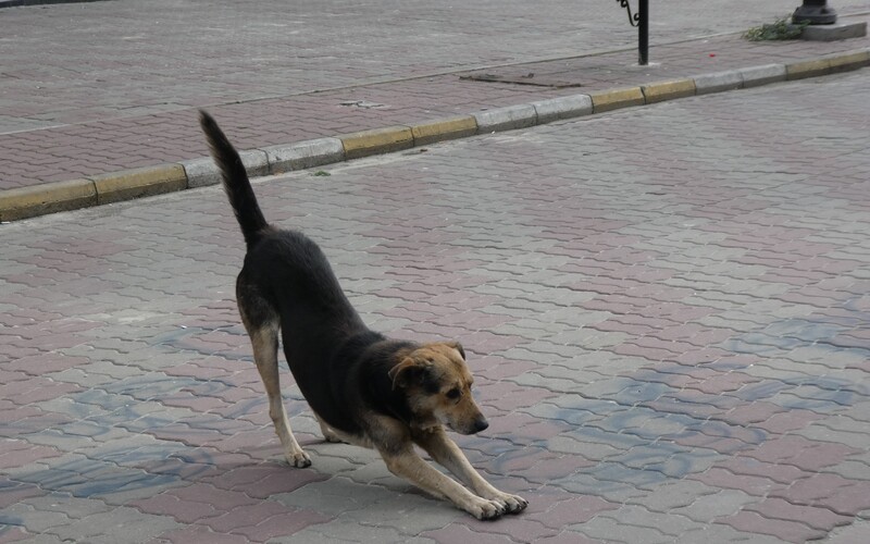 Ein Straßenhund erwacht nach einem tiefen Schläfchen in einem südrumänischem Stadtzentrum.
