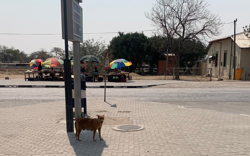 Säugende Hündin auf der Suche nach Nahrung an einer Tankstelle in Südnamibia.
Frei laufender Hund in der Nähe einer Ziegenherde. Scheinbar unterstützt er als Herdengebrauchshund den Hirten und wird von ihm mitversorgt.
