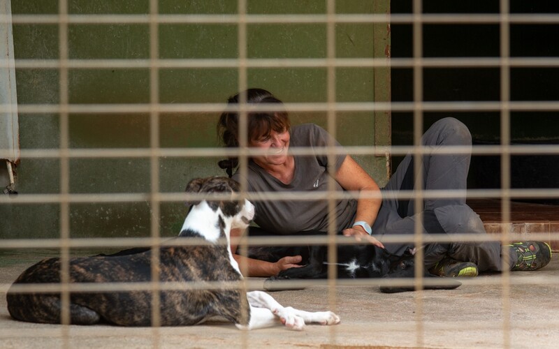 Die soziale Betreuung von Hunden kommt in so großen Tierheimen wie der FBM zwangsläufig viel zu kurz.