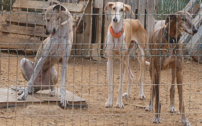 In der FMB in Sevilla sind je nach Saison einige bis mehrere Hundert Hunde untergebracht.