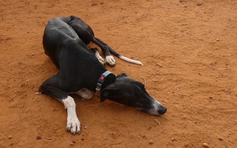 Sie müssen beurteilen und darüber entscheiden, welche Hunde für eine Adoption in Betracht kommen.