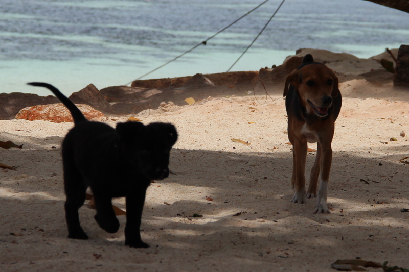 An einem Strand auf Praslin nehmen Welpen neugierig Kontakt auf.
