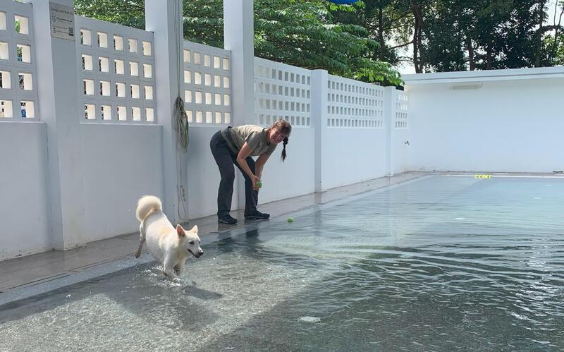 Für Wasserratten gibt es einen Hundepool.