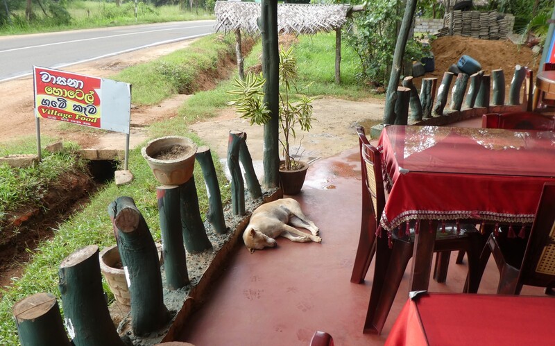 Schlafender Streuner in einem singalesischen Restaurant im Osten Sri Lankas.
