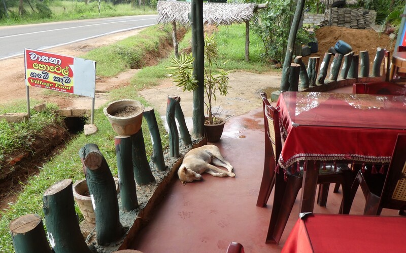 Schlafender Streuner in einem singalesischen Restaurant im Osten Sri Lankas.
