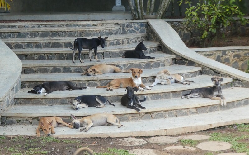 So erfahren alle Hunde eine gute Sozialisierung und ausreichende Beschäftigung, aber auch notwendige Ruhephasen.