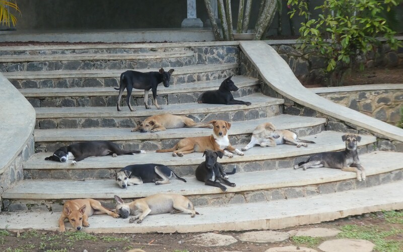 So erfahren alle Hunde eine gute Sozialisierung und ausreichende Beschäftigung, aber auch notwendige Ruhephasen.